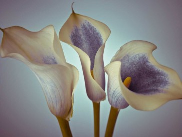 Assaf Frank - Close-up of three white Calla Lilies, Studio Shot