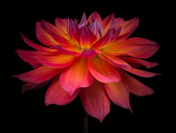 Assaf Frank - Dahlia Flower