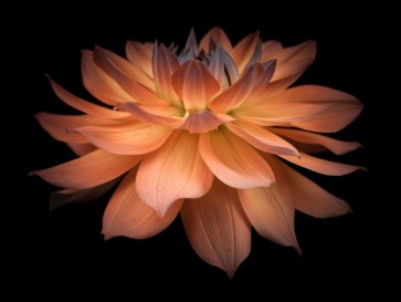 Assaf Frank - Dahlia Flower