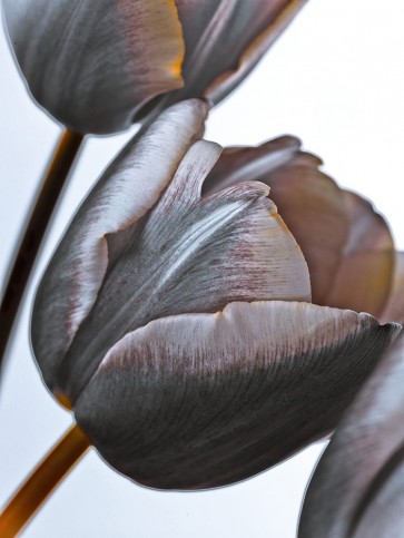Assaf Frank - Tulip flowers on white background