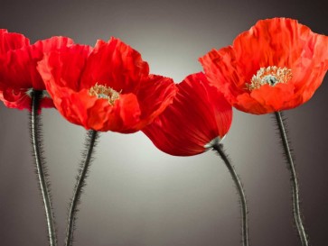 Assaf Frank - Four Poppies