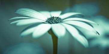 Assaf Frank - Daisy Flower