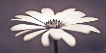 Assaf Frank - Daisy Flower