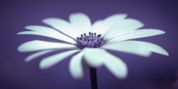 Assaf Frank - Daisy Flower