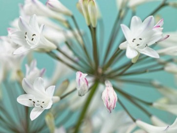 Assaf Frank - African Lily
