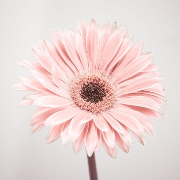 Assaf Frank - Gerbera Flower - FTBR-1926
