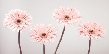 Assaf Frank - Four Gerberas, FTBR-1885