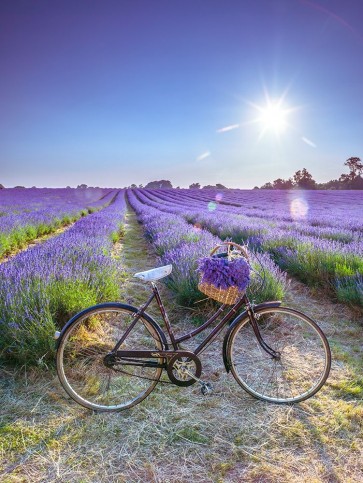 Assaf Frank - Bicycle with flowers in a Lavender field