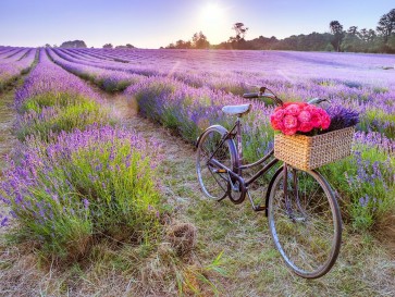 Assaf Frank - Bicycle with flowers in a Lavender field