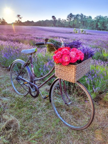 Assaf Frank - Bicycle with flowers in a Lavender field