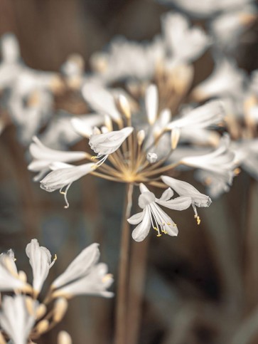 Assaf Frank - African Lilies