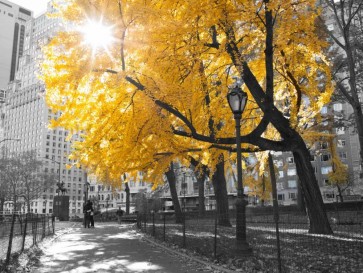 Assaf Frank - Pathway through Central park, New York City