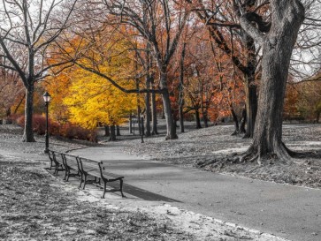 Assaf Frank - Pathway through Central Park, New York