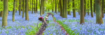 Assaf Frank - Bicycle in spring forest