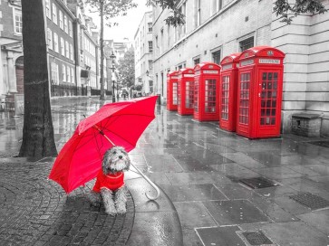 Assaf Frank - Dog with umbrella in London