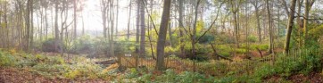 Assaf Frank - Canal through forest in countryside
