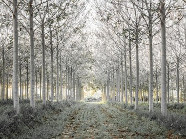 Assaf Frank - Pathway through trees in forest, FTBR-1833