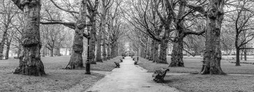 Assaf Frank - Avenue of trees, Green Park, London, FTBR-1839
