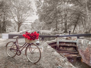 Assaf Frank - Bicycle with bunch of white roses by the canal