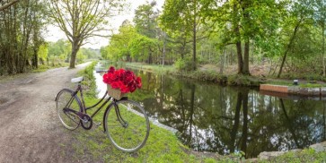 Assaf Frank - Bicycle with bunch of red roses by the canal