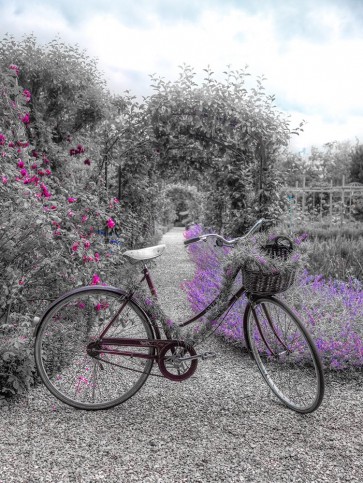 Assaf Frank - Bicycle on a garden path