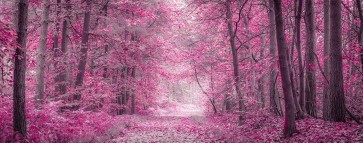 Assaf Frank - Pathway through Autumn forest