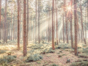 Assaf Frank - Misty forest with sunrays