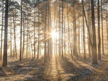 Assaf Frank - Misty forest with sunrays