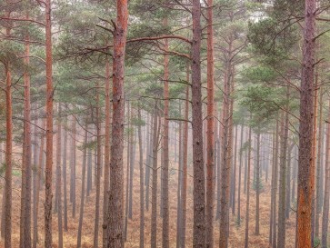 Assaf Frank - Misty forest with tall trees