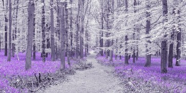 Assaf Frank - Path through bluebell forest, FTBR 1848