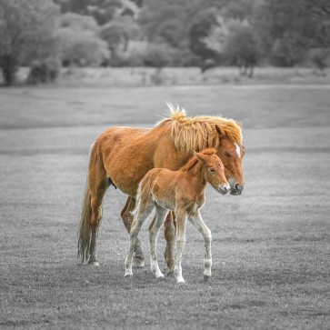 Assaf Frank - Horse with Foal