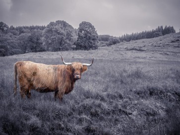 Assaf Frank - Highland Cow