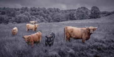 Assaf Frank - Highland Cows, FTBR-1913