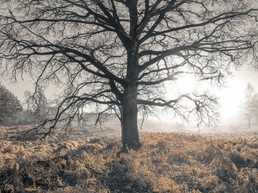 Assaf Frank - Misty forest