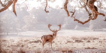 Assaf Frank - Stag in a field