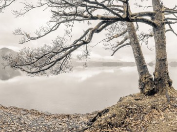 Assaf Frank - Tree by the Lake