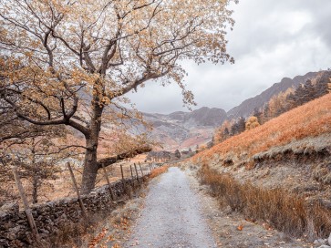 Assaf Frank - Countryside dirt road