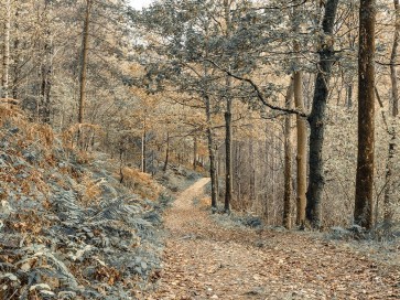 Assaf Frank - Forest path-Lake District