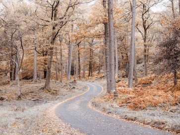 Assaf Frank - Forest path-Lake District