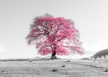 Assaf Frank - Tree on a hill