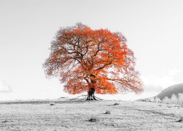 Assaf Frank - Tree on a hill
