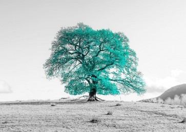 Assaf Frank - Tree on a hill