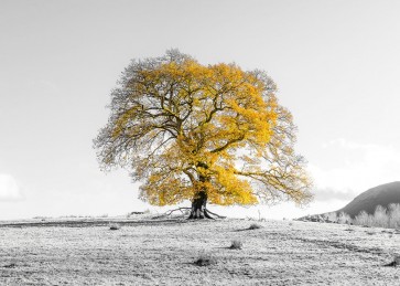 Assaf Frank - Tree on a hill