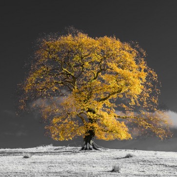 Assaf Frank - Tree on a hill-yellow-gold