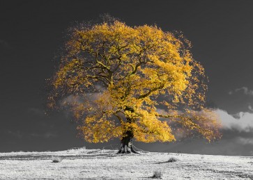 Assaf Frank - Tree on a hill-yellow-gold