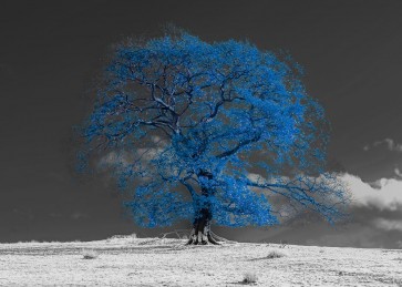 Assaf Frank - Tree on a hill-blue