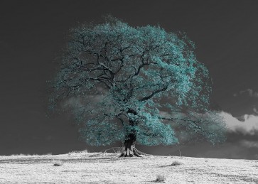 Assaf Frank - Tree on a hill-teal
