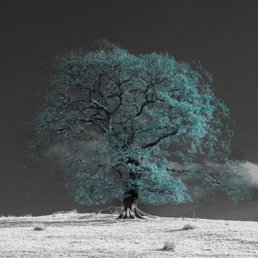Assaf Frank - Tree on a hill-teal