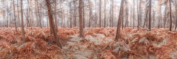 Assaf Frank - Autumn forest