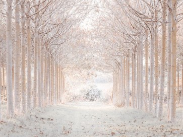 Assaf Frank - Winter forest